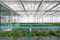 Greenhouse system for cultivation of strawberry. Water piping structure with lighting system in Aluminum Glass wall indoor farm