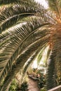 Greenhouse of the Tauride Garden. View through the leaves of a palm tree.