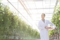 Thoughtful scientist carrying tomatoes in crate at greenhouse