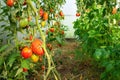 Greenhouse with tomato bushes with ripe red tomato fruits