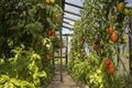 Greenhouse with tomato bushes with ripe red tomato fruits