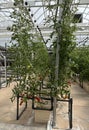 Greenhouse with tomato cultivation in a controlled environment