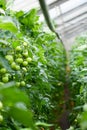 Greenhouse tomatoes