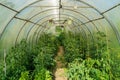 Greenhouse tomatoes and green peppers