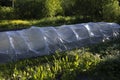 Greenhouse for tomatoes. Vegetable garden in Russia Royalty Free Stock Photo