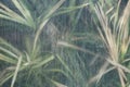 Greenhouse tropical plant behind dirty glass