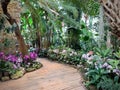 Greenhouse with tropical plants with flowers. Royalty Free Stock Photo