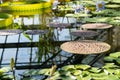 Glasshouse with tropical Victoria amazonica, giant water lily and aquatic plants. Royalty Free Stock Photo