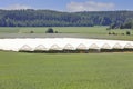 Greenhouse or Tunnel for Growing Table-Top Strawberry