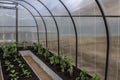 Greenhouse vegetables, horticulture, crop year