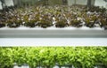 Greenhouse Vegetables Plant row Grow with Led Light Indoor Farm Agriculture