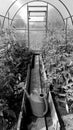 In the greenhouse watering can for watering vegetables Royalty Free Stock Photo