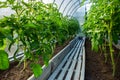 Greenhouse in which to grow green tomatoes