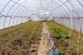 A greenhouse in which young tomato seedlings are grown in the soil
