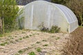 A greenhouse white with strawberry plants with straw