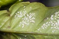 Greenhouse whitefly infestation on citrus leaf Royalty Free Stock Photo