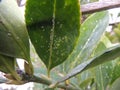 Greenhouse whitefly