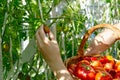 In the greenhouse the woman hand collects ripe red ecological tomatoes into a wicker basket. eco food home gardening Royalty Free Stock Photo