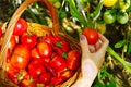In the greenhouse the woman hand collects ripe red ecological tomatoes into a wicker basket. eco food home gardening Royalty Free Stock Photo