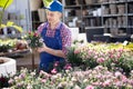 Greenhouse worker grows flowers clavell in pots. Carefully examines grown flowers clavell