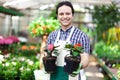 Greenhouse worker holding flower pots