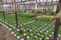 Greenhouses for the cultivation of flowers and plants in Corfu