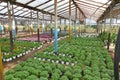 Greenhouses for the cultivation of flowers and plants in Corfu