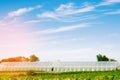 Greenhouses in the field for seedlings of crops, fruits, vegetables, lending to farmers, farmlands, agriculture, rural areas, agro Royalty Free Stock Photo