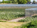 Greenhouses of flower nursery in polder of Bommelerwaard, Nether