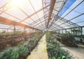 Greenhouses or glasshouse with plants indoor growing technology and cultivation. Plant breeding in horticultural