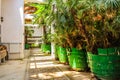 Palace Evxinograd greenhouses. Varna, Bulgaria Royalty Free Stock Photo