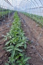 Greenhouses with polyethylene film_4 Royalty Free Stock Photo