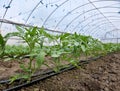 Greenhouses with polyethylene film_8 Royalty Free Stock Photo