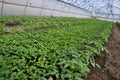 Greenhouses with polyethylene film_10 Royalty Free Stock Photo