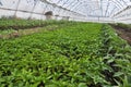 Greenhouses with polyethylene film_13 Royalty Free Stock Photo