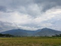 Greenie Rice Fields Royalty Free Stock Photo