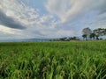 Greenie Rice Fields Royalty Free Stock Photo