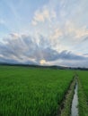 Greenie Rice Fields Royalty Free Stock Photo