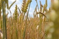 Greening cereal fields in Europe 2016.