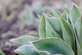 Greening first leaves of future tulips with dew closeup