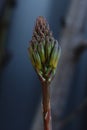 Greenish brown buds of Aloe Vera