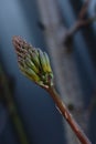 Greenish brown buds of Aloe Vera