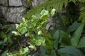 Greenish flowering helleborus argutifolius or holly-leaved hellebore