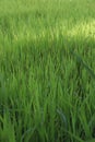 Greenish Grass