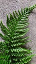 Greenish grass . silver grey background