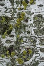 Greenish gray bark of populus alba with yellow and green lichen and moss