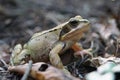 Greenish gray frog sits in a forest on the dry leaves