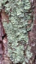 Greenish moss on the bark of a tree