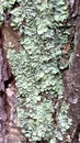 Greenish moss on the bark of a tree