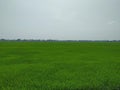 Greenish paddy fields in kerala, India Royalty Free Stock Photo